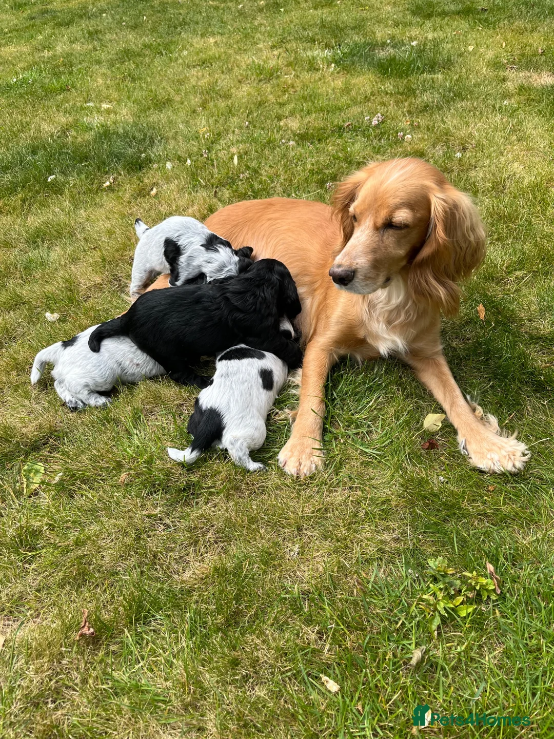 Cocker Spaniel dogs for sale: Blue roan bitch  - Advert 7