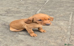 Labrador Retriever dogs for sale: Last Beautiful Fox Red KC Reg Lab Pups READY NOW - Image 13