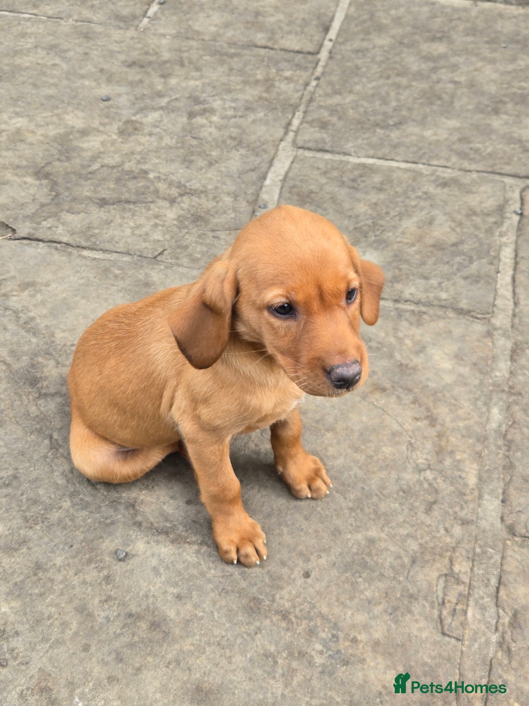 Labrador Retriever dogs for sale: Last Beautiful Fox Red KC Reg Lab Pups READY NOW - Image 13