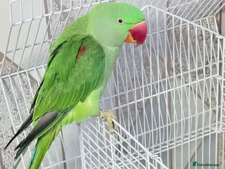 Parrots birds Alexander parrot in Leicester - Advert 3