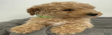 Mixed Breed Puppy 4