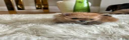Pomeranian dogs for sale: Pomempire KC Pomeranian – Orange Teddy Bear Boy - Advert 31