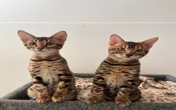 Bengal cats for sale: TICA reg STUNNING BENGAL KiTTENs - Image 5