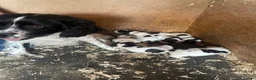 English Springer Spaniel dogs for sale: English Springer Spaniel Puppies  - Advert 22