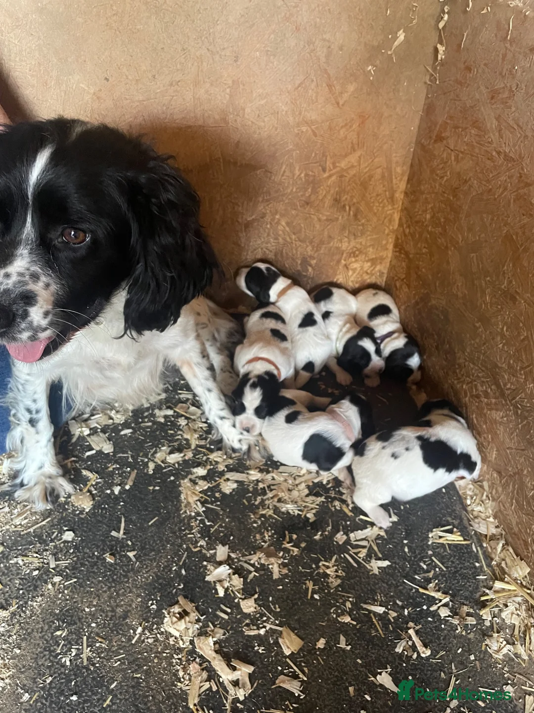 English Springer Spaniel dogs for sale: English Springer Spaniel Puppies  - Advert 22