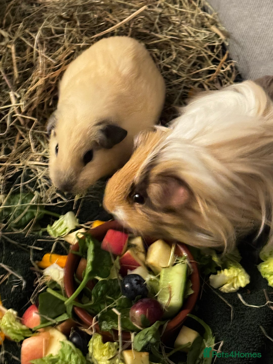 Guinea Pig rodents for sale: 2 Male Guinea Pigs, optional Hutch & Accessories  - Advert 1