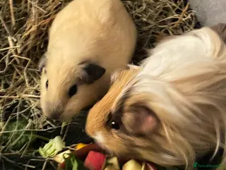 Guinea Pig rodents 2 Male Guinea Pigs, optional Hutch & Accessories - Advert 21