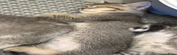 British Shorthair cats for sale: British Shorthair Kitten  - Advert 11