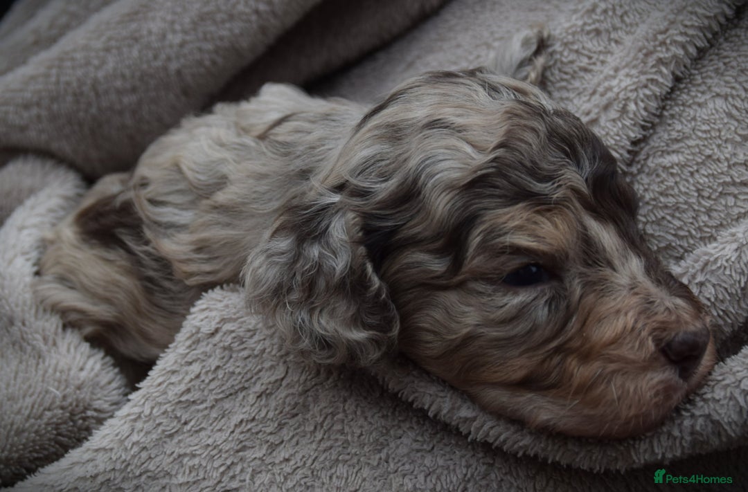 Cockapoo dogs for sale: American cockapoos (yankydoodles)  - Advert 25