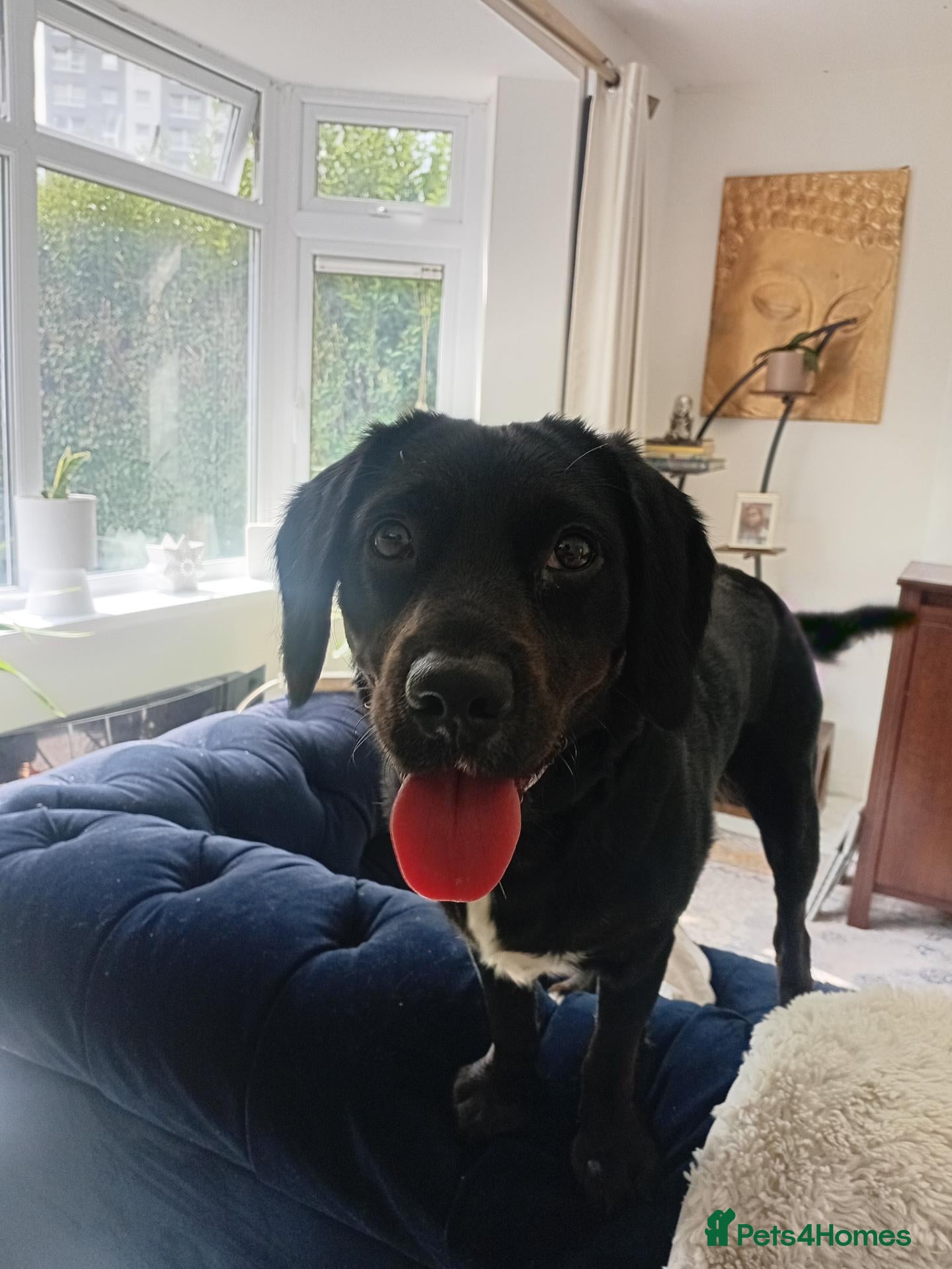 Cockerdor dogs Cocker Spaniel X Labrador  - Advert 4