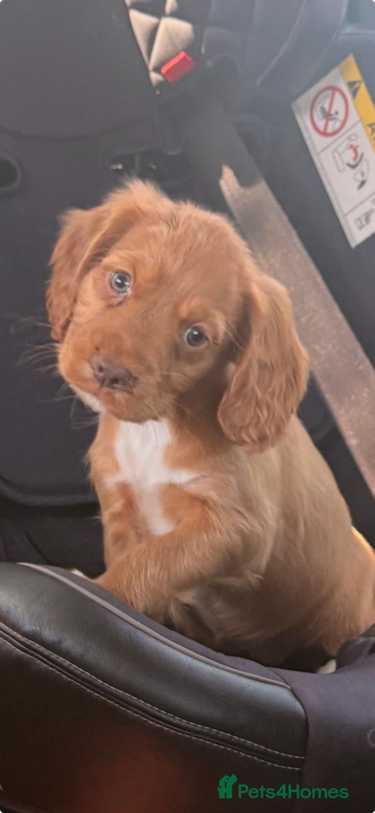 Cocker Spaniel dogs Stunning working cockers  - Advert 1
