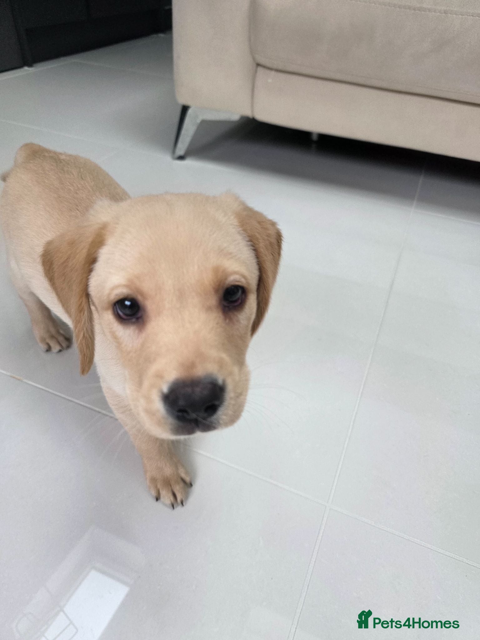 Labrador Retriever dogs Labrador retriever  - Advert 1