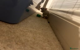 Rat rodents for sale: 2 x 7 week old rats for sale - Image 3