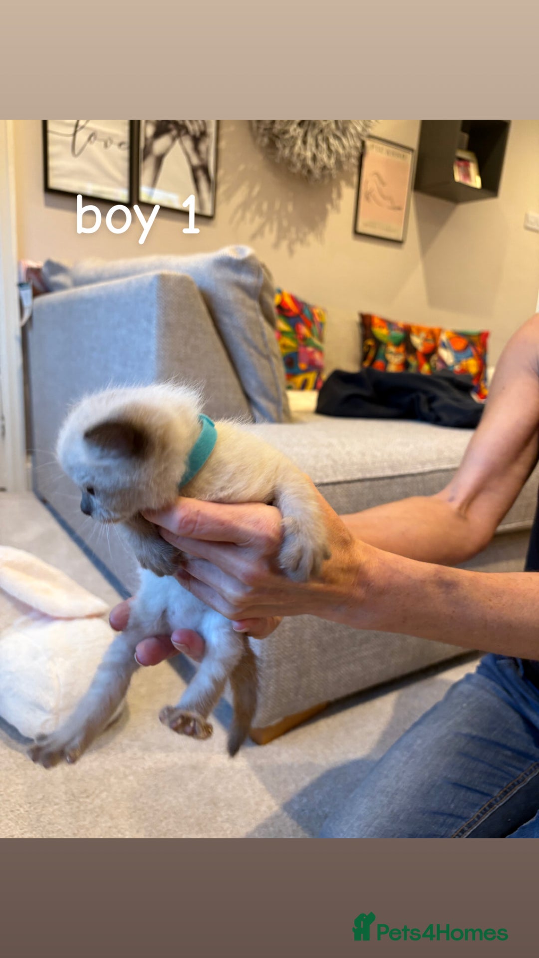 Ragdoll cats for sale: 4 beautiful pure ragdoll kittens  - Image 4