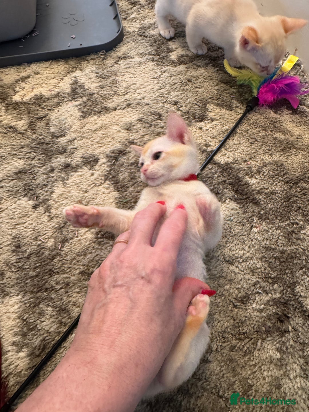 Burmese cats for sale: Burmese Kittens For Sale - Advert 21