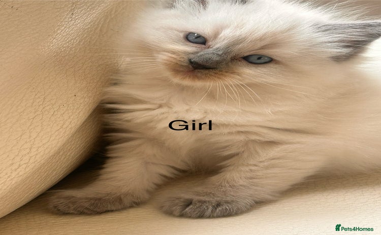 Ragdoll cats - Advert 1