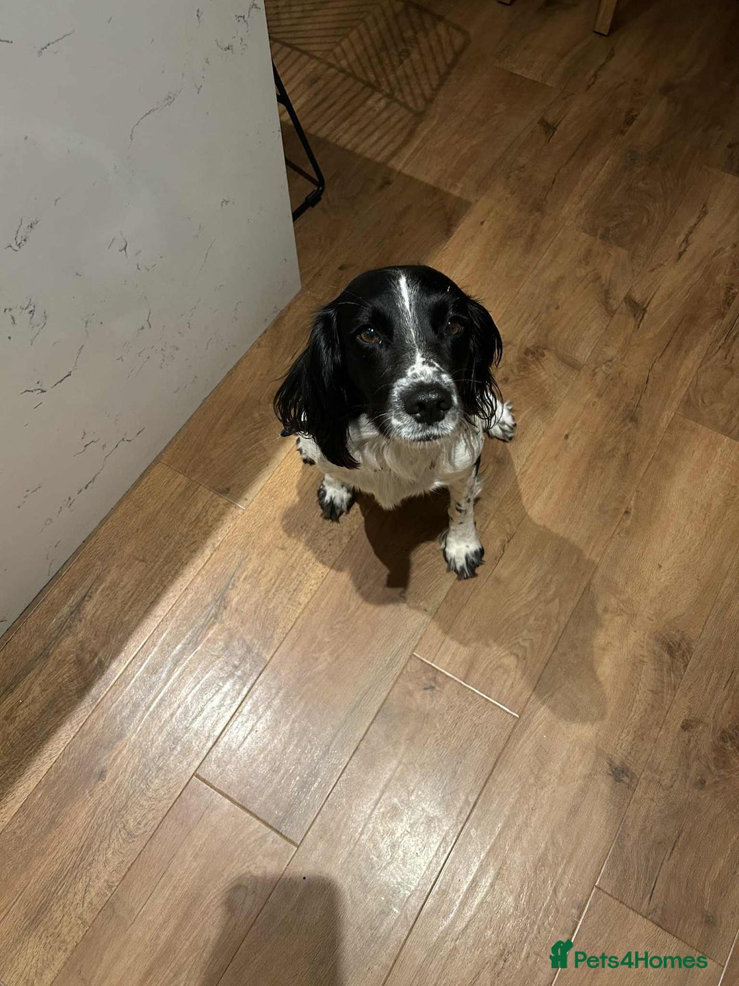 Welsh Springer Spaniel dogs for sale: Meg (springer) - Image 1