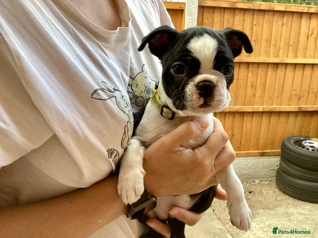 Boston Terrier dogs for sale: 9 BEAUTIFUL BOSTON TERRIER PUPPIES (2 GIRLS LEFT) - Image 5
