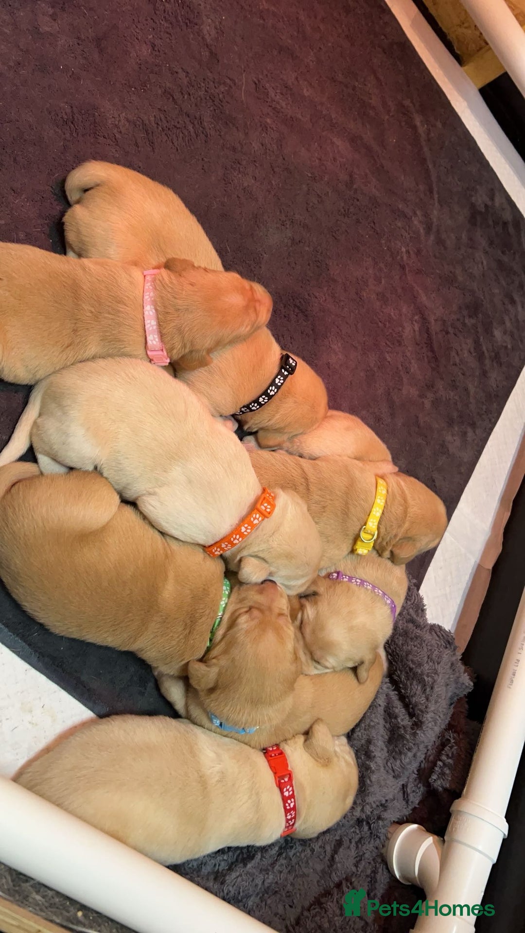 Labrador Retriever dogs for stud: Exceptional Labrador Stud - Advert 8