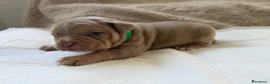 Green Collar Male