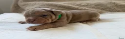 American Bully dogs for sale: 🐾Exceptional ABKC Lilac Tri Pocket Bully Puppies - Advert 16