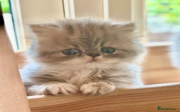 Persian cats for sale: 🐾 Beautiful Himalayan Persian Kittens 🐾 - Image 20