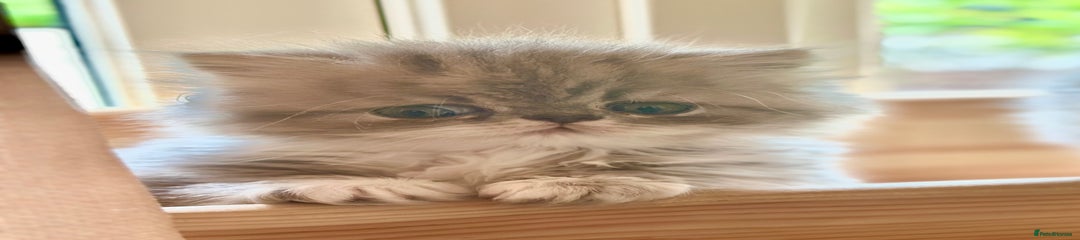 Mila peke faced Persian 