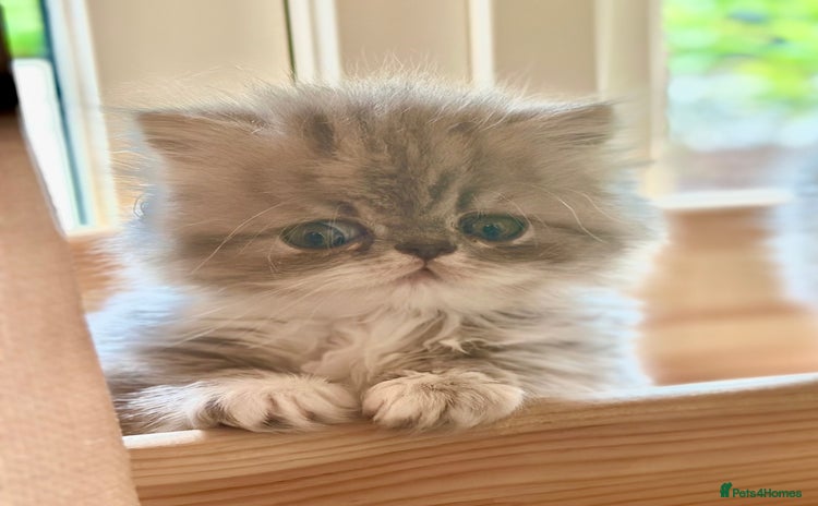 Persian cats - Advert 2