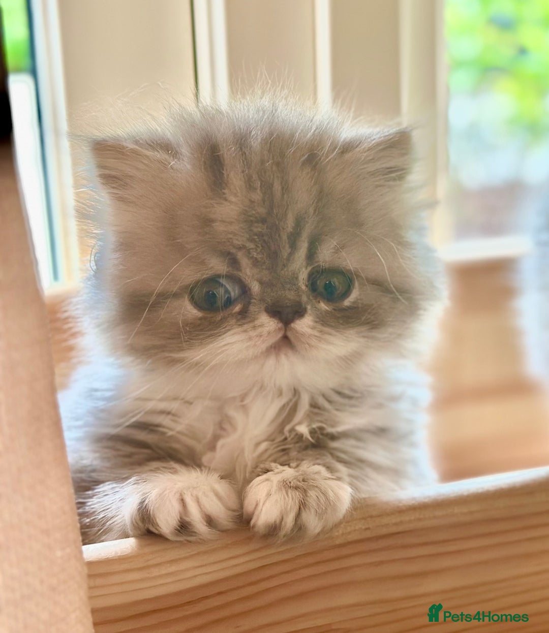 Persian cats for sale: 🐾 Beautiful Himalayan Persian Kittens 🐾 - Image 20