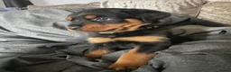 Rottweiler dogs for sale: Rottweiler Puppies - Advert 33