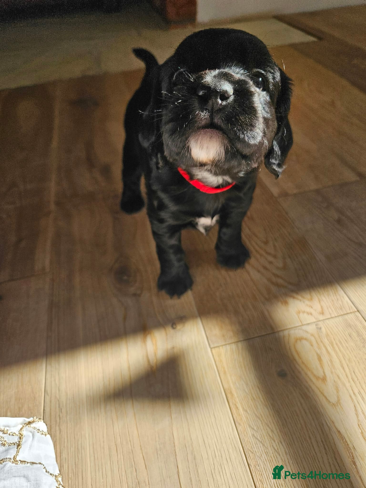 Mixed Breed dogs Sprocker Spaniels - Advert 2