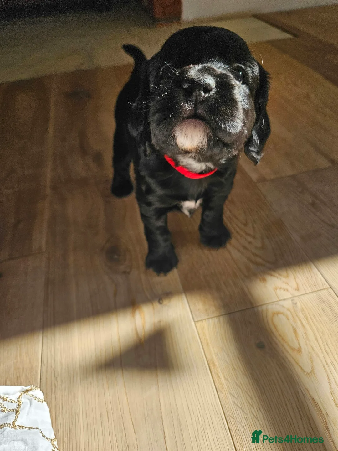Mixed Breed dogs for sale: Sprocker Spaniels in Wimborne - Advert 2