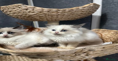 Siberian cats - Advert 6