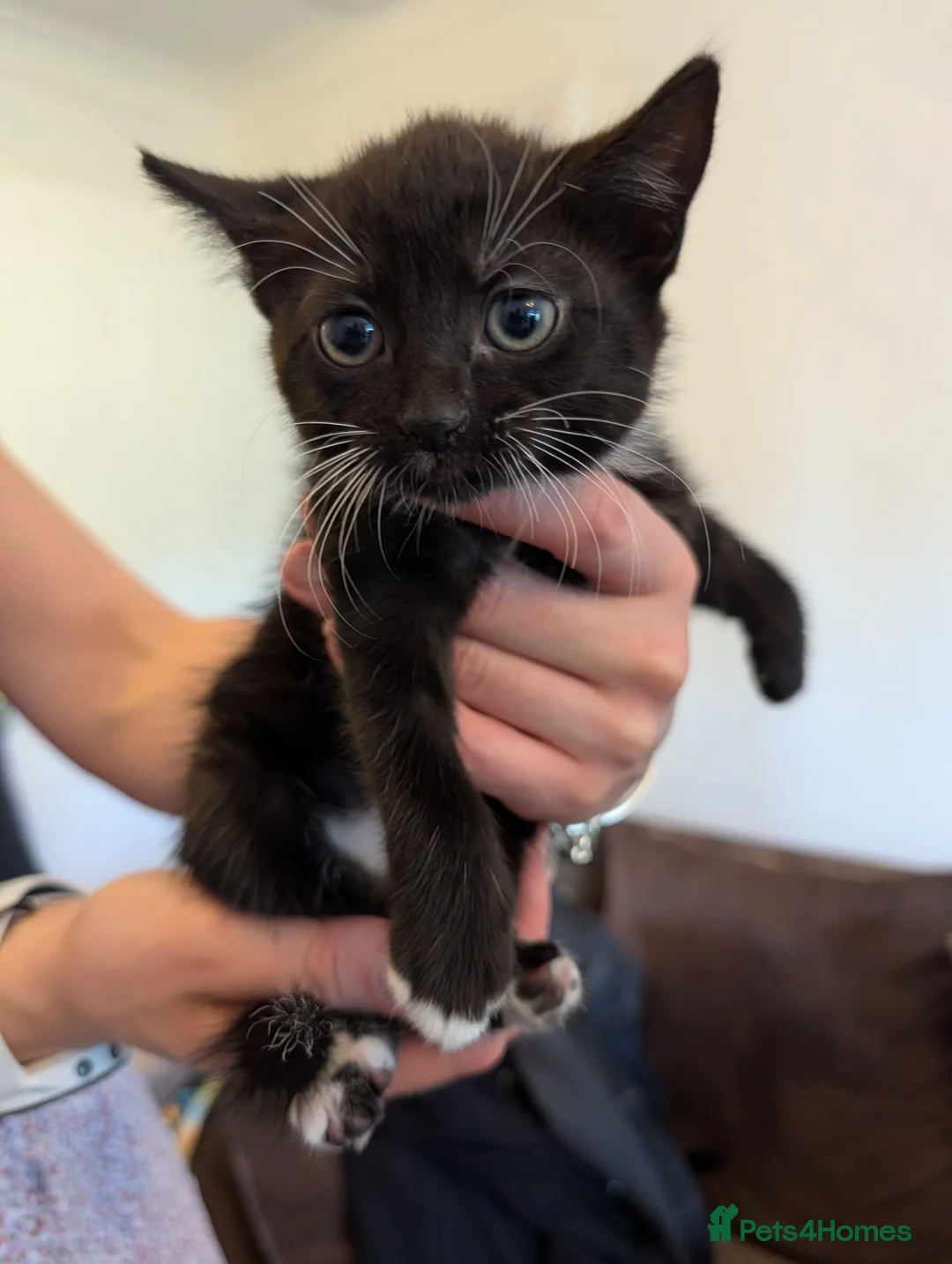 Mixed Breed cats for sale: Beutiful Mixed Breed Kittens in Alcester - Advert 6