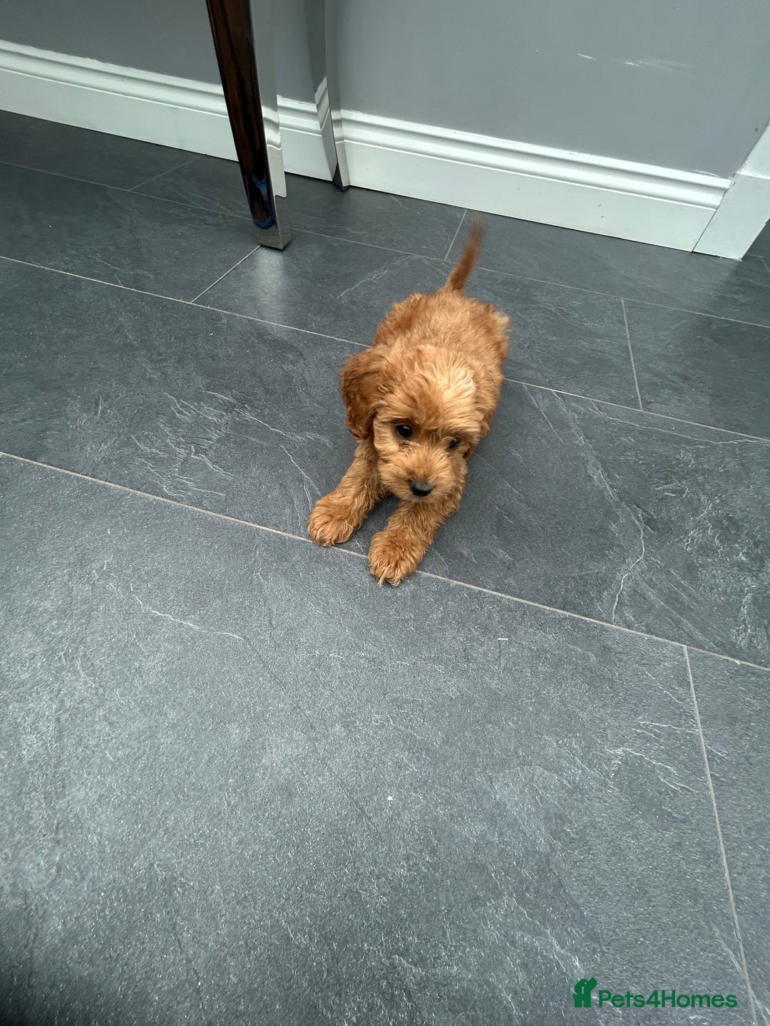 Cockapoo dogs for sale: Cockapoos  - Image 17