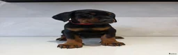 Dobermann dogs for sale: Ready to leave 6th of March  in Reading - Advert 6