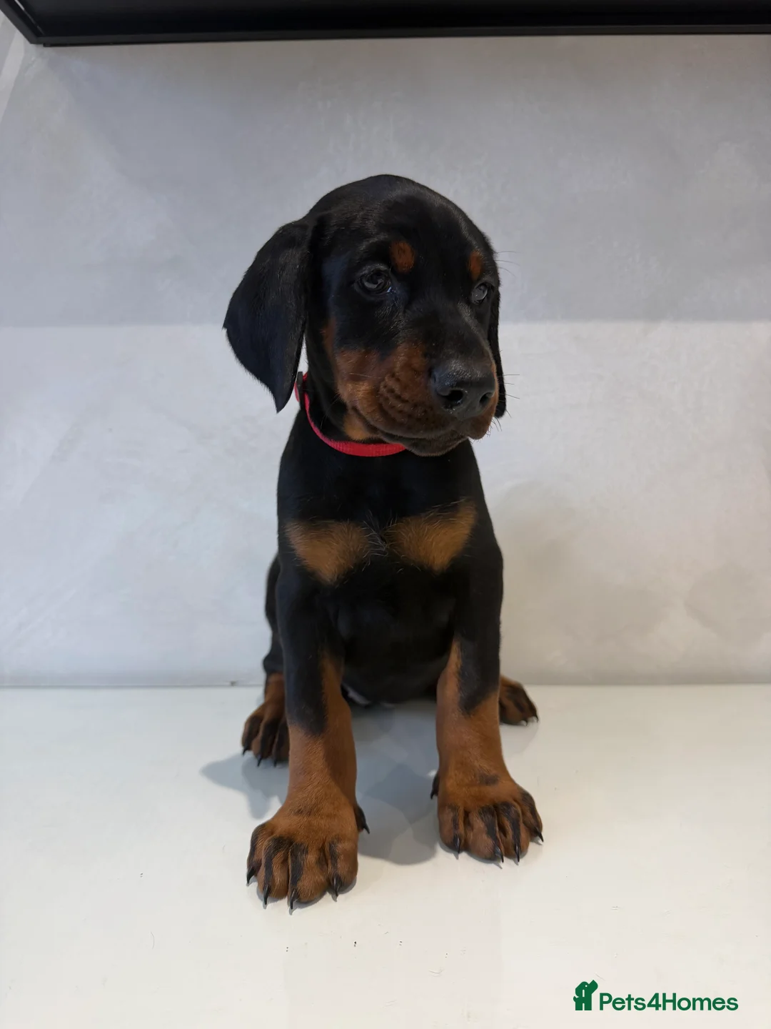 Dobermann dogs for sale: Ready to leave 6th of March  in Reading - Advert 6