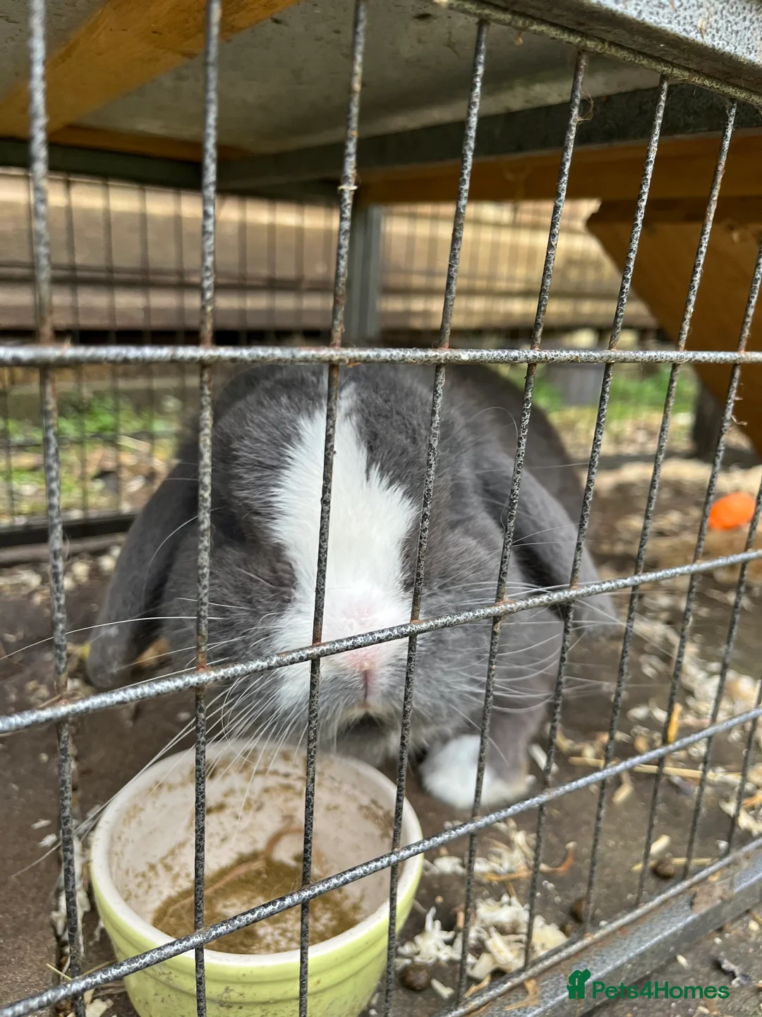 Mini Lop rabbits for sale: Two lovely mini lop rabbits. in Stevenage - Advert 6