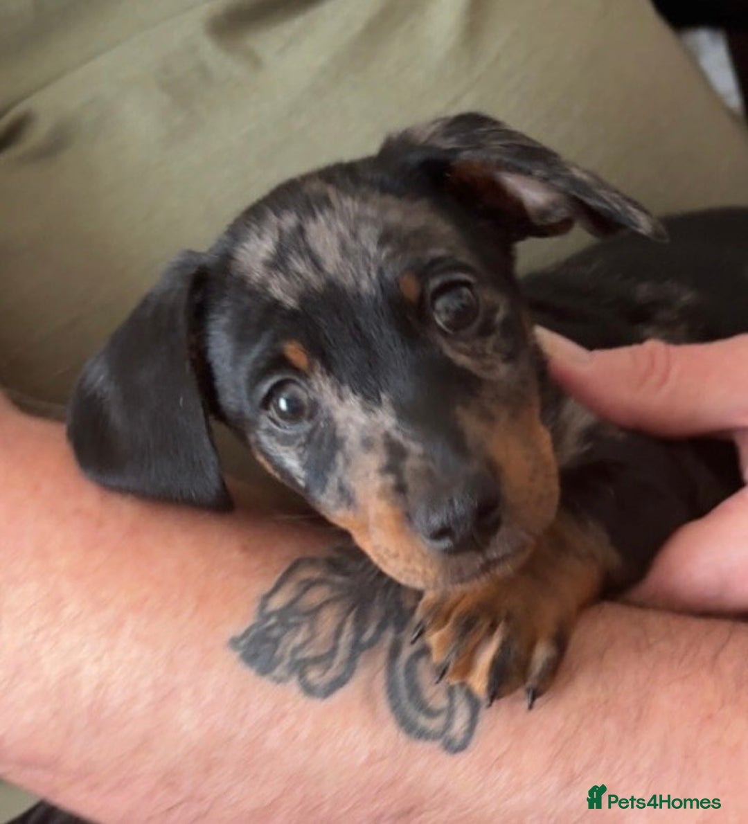 Mixed Breed dogs for sale: 1 year old Dashund x Jack Russel - Advert 6