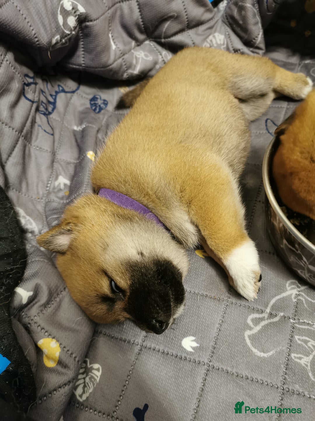 Japanese Shiba Inu dogs for sale: 1 KC Shiba inu girl left.  - Image 7