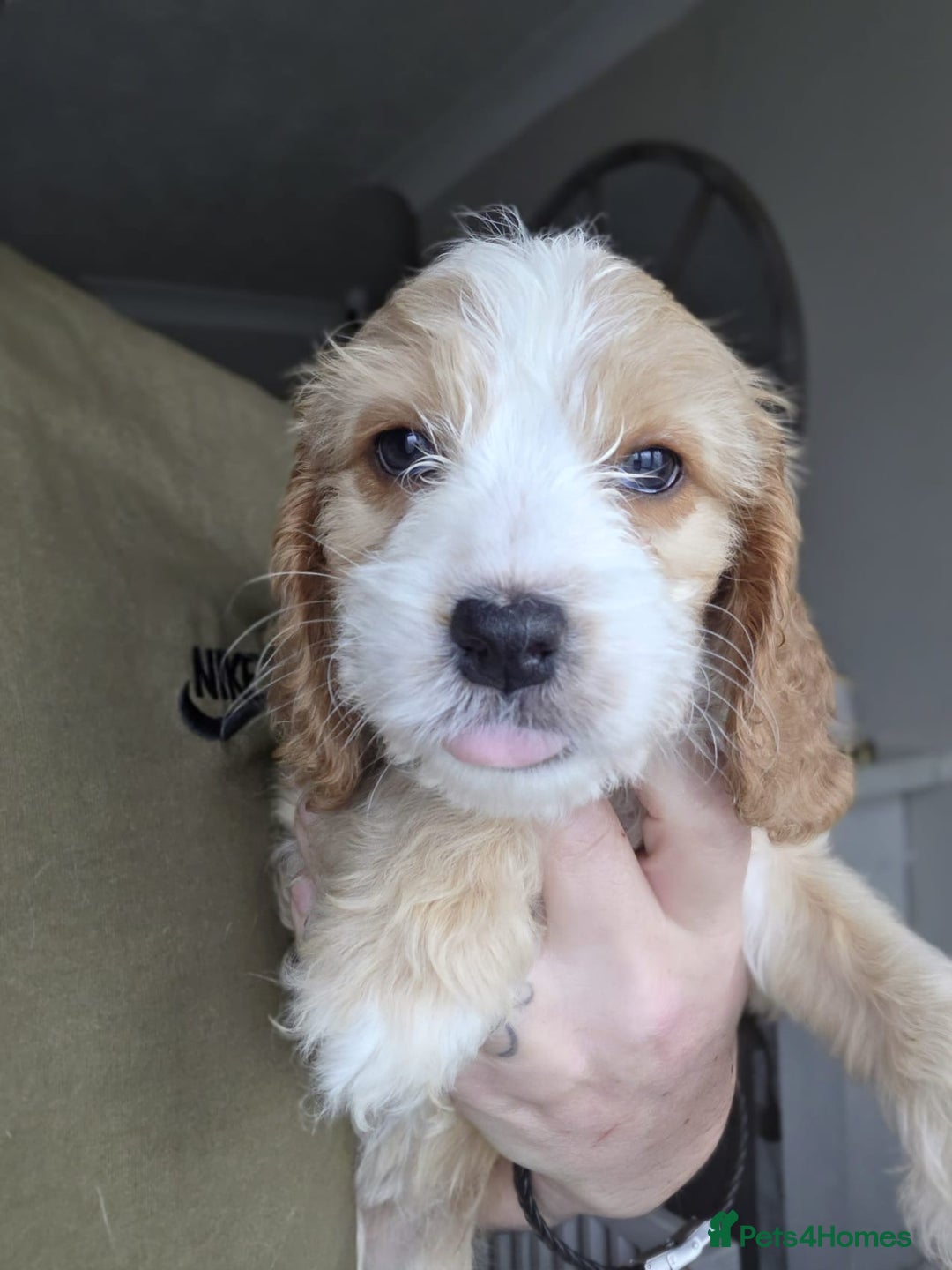 Cockapoo dogs for sale: Beautiful cockapoo’s  - Advert 5