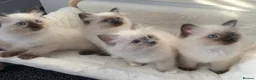 Ragdoll cats for sale: CHAMPION BLOODLINE RAGDOLL KITTENS 🥇🏅 - Advert 8