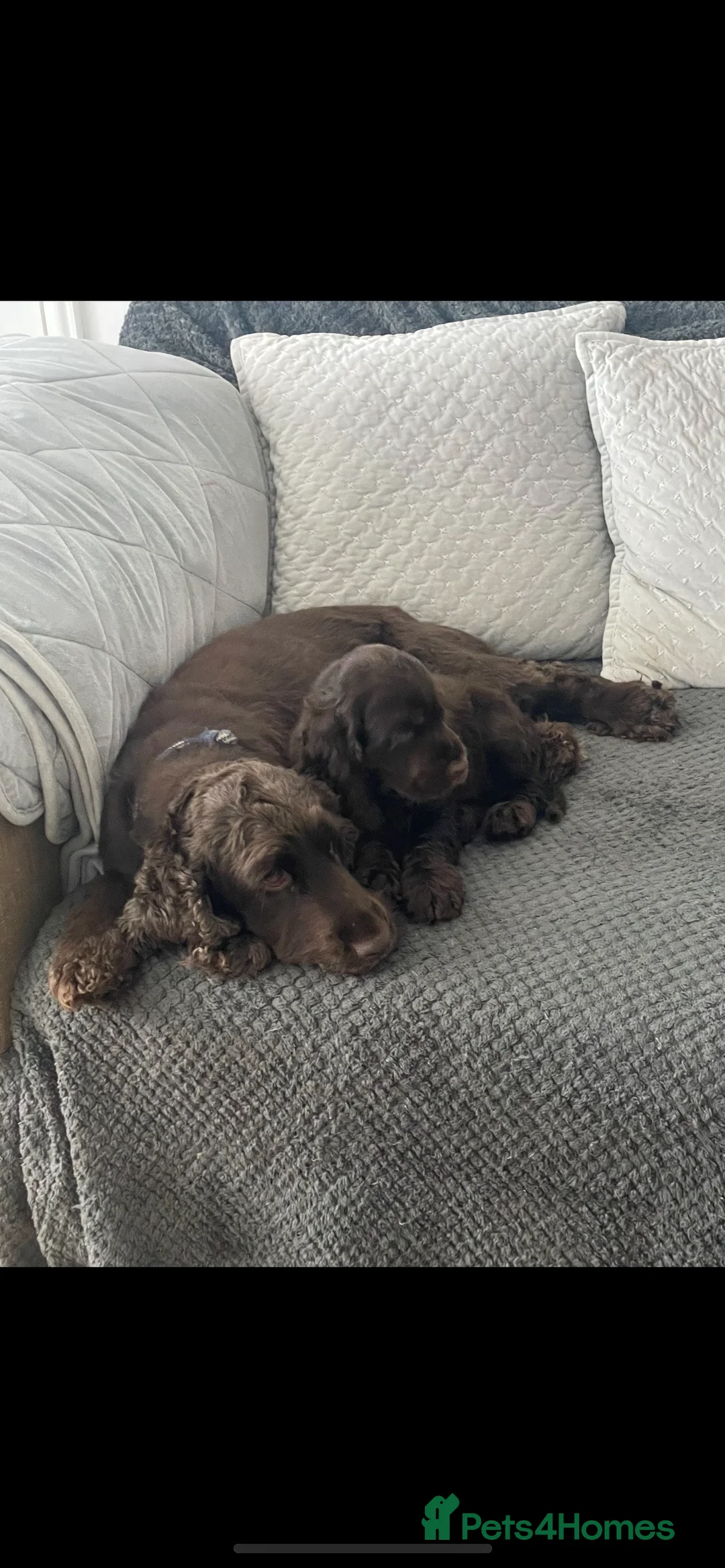 Cocker Spaniel dogs for stud: Extensively Health Tested Show Cocker Spaniel  in Leicester - Advert 7