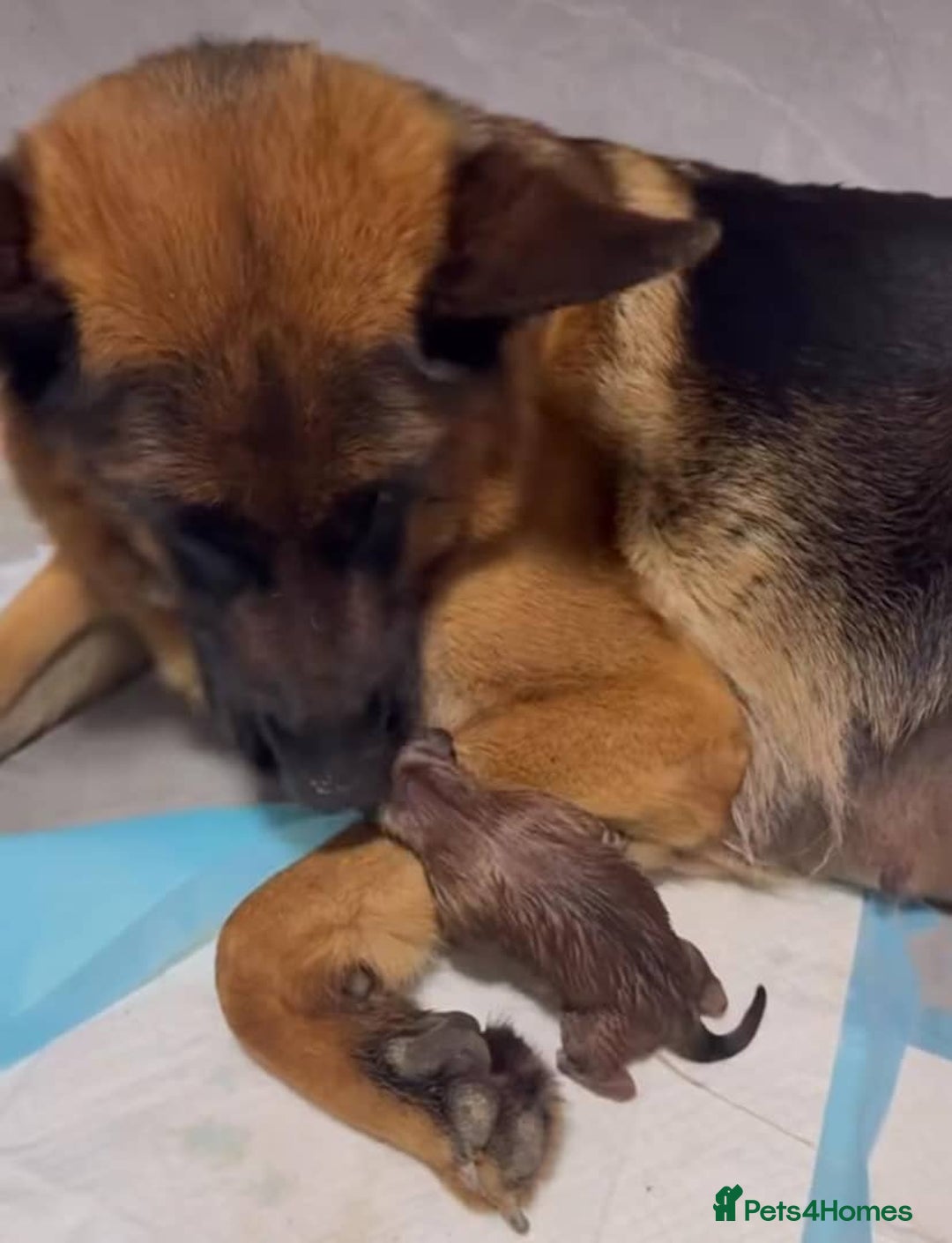 German Shepherd dogs for sale: Purebred German Shepherd Puppies for Sale 🐾 - Image 7