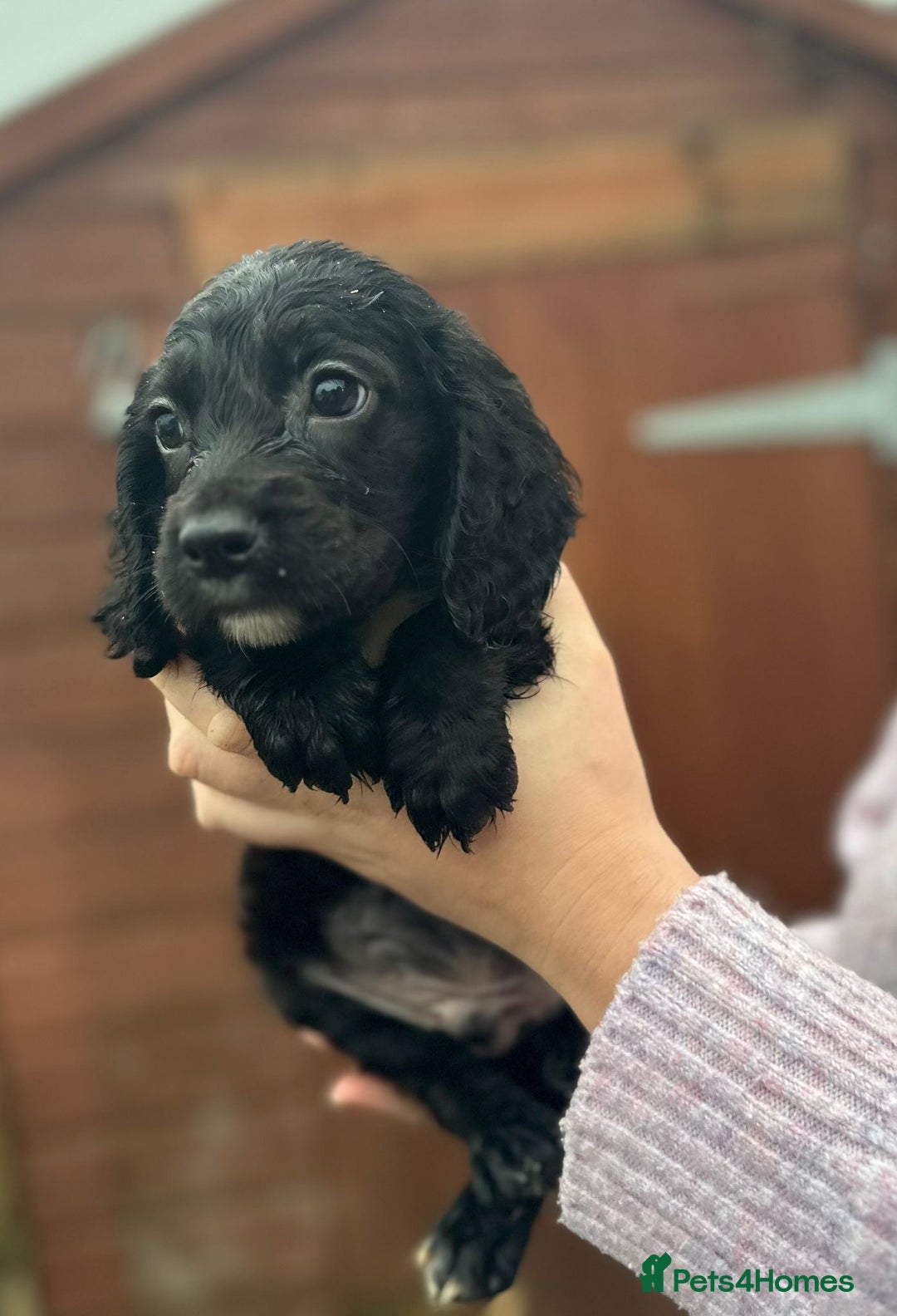 Sprocker dogs for sale: Sprocker spaniel puppies - Advert 8
