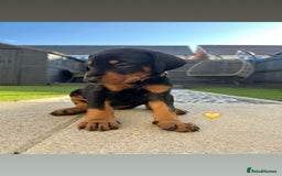 Dobermann dogs for sale: Doberman puppies - Image 7