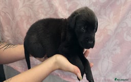Mixed Breed dogs for sale: Mastiff x Rottweiler  - Image 10