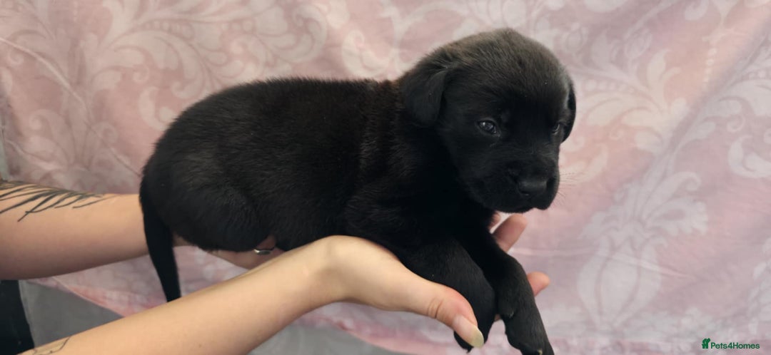 Mixed Breed dogs for sale: Mastiff x Rottweiler  - Image 10