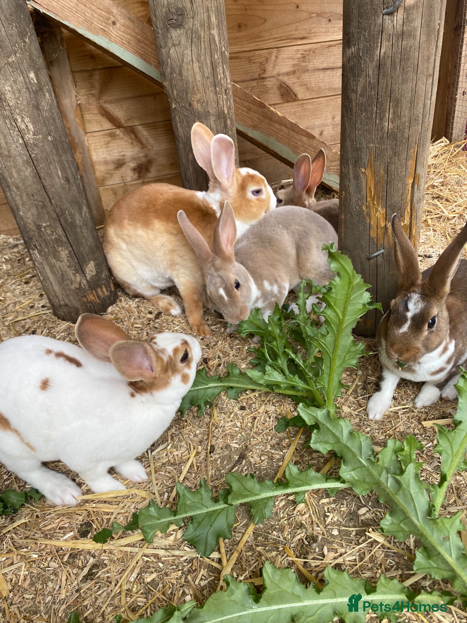Rex rabbits READY TO GO! Stunning Mini Rex Rabbit Babies - Advert 12