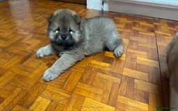 Chow Chow dogs for sale: Puppies looking for new home - Image 39